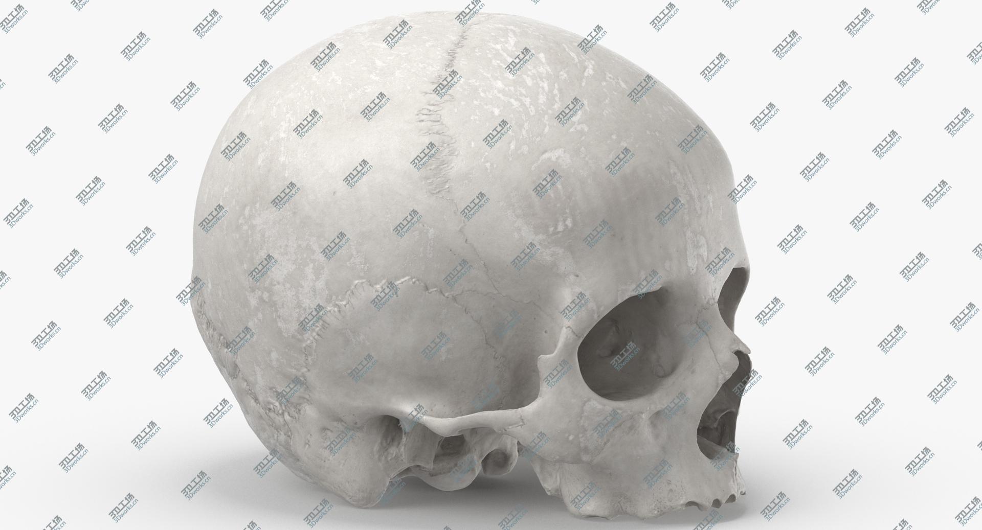 images/goods_img/2021040231/Real Human Skull Cranial 01 White 3D/4.jpg